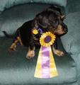 Lucy gets a third place ribbon